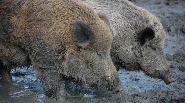 suspiciune de pesta porcina in cazul a cinci mistreti in vrancea