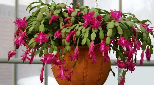 cum ingrijim florile pe timpul iernii