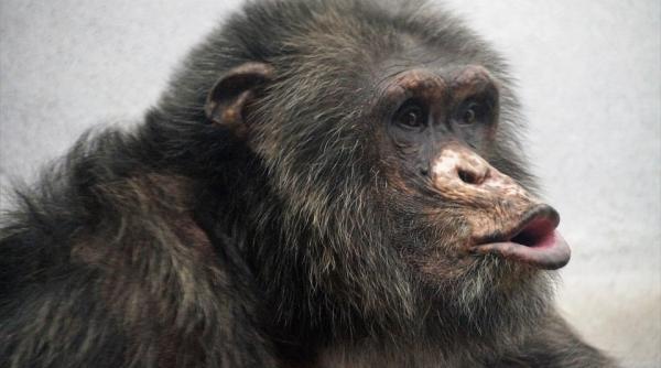 cimpanzeii simt ritmul muzicii potrivit unui studiu