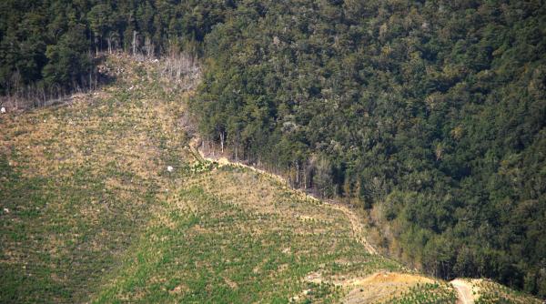 perchezitii la persoane banuite de infractiuni la codul silvic in judetul dambovita