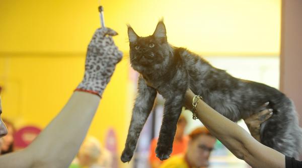 ploua cu pisici prin tavanele spitalului judetean din constanta