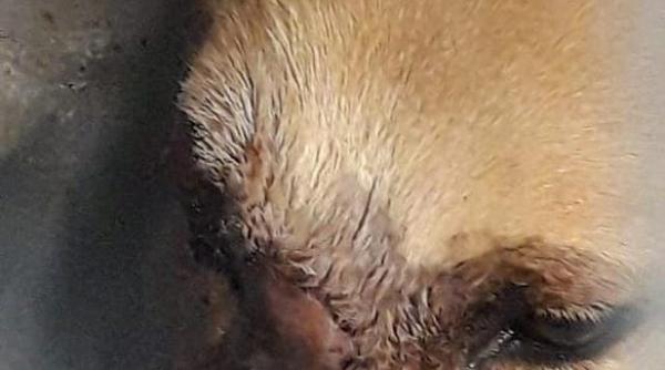 satu mare maidaneza mutilata de petarde are o cerere de adoptie