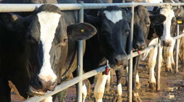 romania ar putea exporta bovine angus in kazahstan