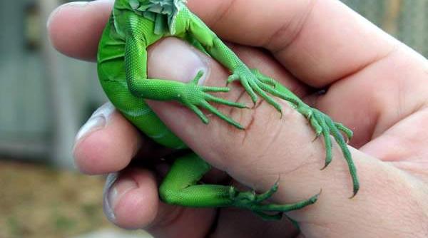 in florida cad iguane din copaci din cauza temperaturilor scazute