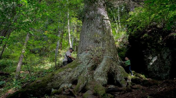 miss copac un brad sibian participa la arborele european al anului