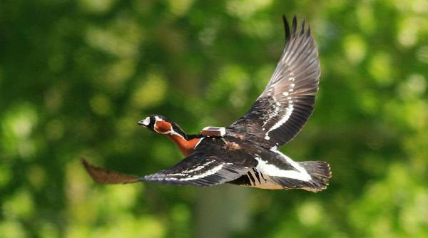 emilia ultimul zbor o gasca urmarita prin satelit a fost braconata in romania