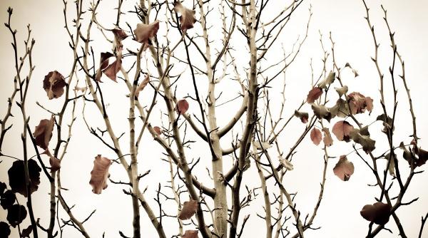 agricultura in fata dezastrului