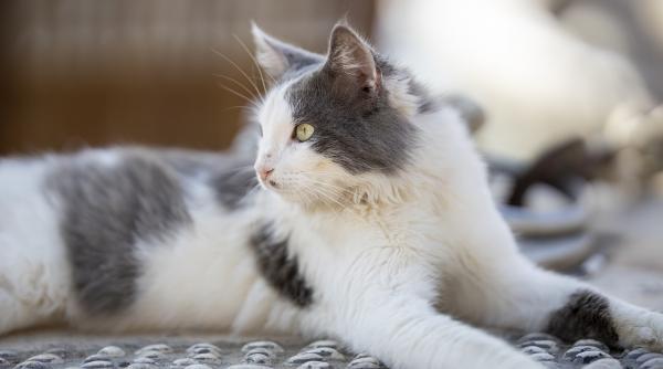 horoscop casandra 3 9 februarie 2020 urmeaza o saptamana agitata