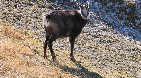 ciocarlia si capra neagra vor deveni specii protejate in romania