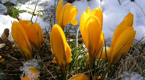 horoscop saptamanal 17 24 februarie 2020 prezentat de camelia patrascanu urmeaza o saptamana cu multe discutii