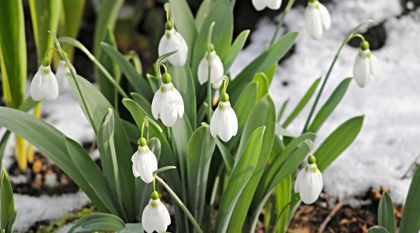 prognoza meteo pana pe 16 martie temperaturi anormale pentru aceasta perioada