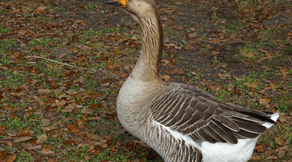 beijingul gata de lupta rata chineza mai tare ca lacusta pakistaneza