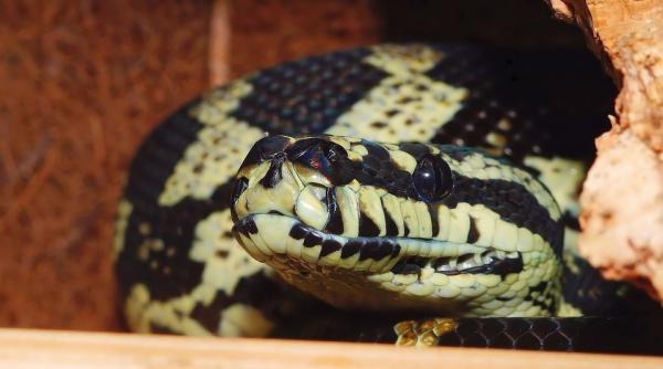 operatiune spectaculoasa de salvare a unui piton care inghitise un prosop de plaja