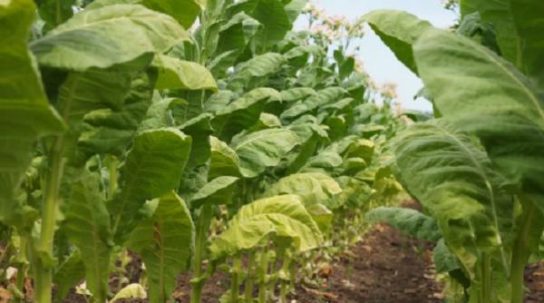 un vaccin anti coronavirus din plante de tutun