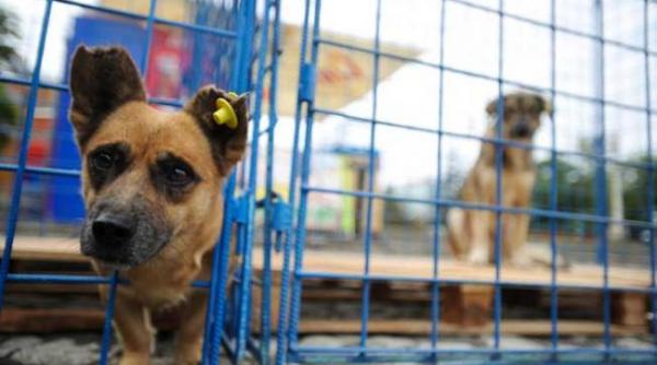 pericol adapost de animale din galati lovit de pandemia de coronavirus