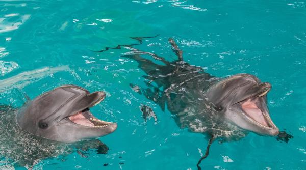 delfinariul din constanta transmite online reprezentatiile delfinilor ni ni si chan chan