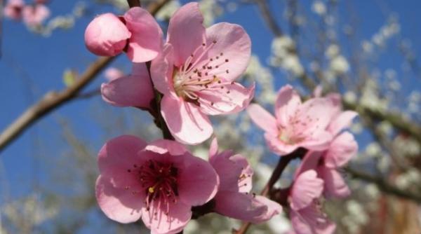 vesti excelente de la meteorologi vremea se va incalzi in urmatoarele zile