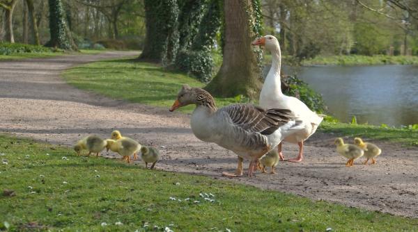 horoscop saptamanal 4 10 mai 2020 prezentat de mariana cojocaru