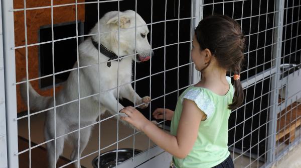 cum alegi catelul care ti se potriveste