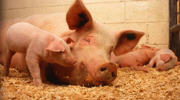 program de 17 mil euro impotriva pestei porcine