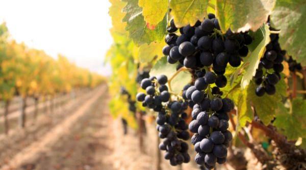 un viticultor a transportat 8 romance in italia cu un avion privat acestea muncesc pe podgoriile antreprenorului