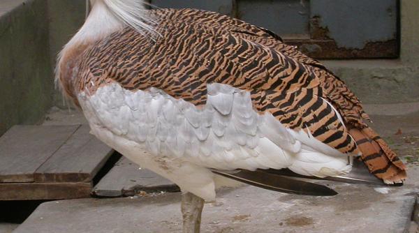 dropia reapare in romania