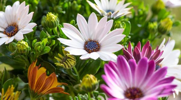 11 sfaturi de organizare pentru gradinarii incepator