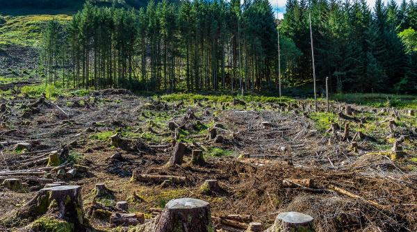 10 hectare de padure pe zi taiate la ras 20 mil mc de lemn furate