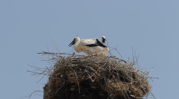 a inceput recensamantul berzelor