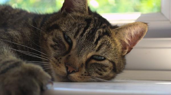 horoscopul runelor pentru perioada 15 21 iunie 2020 urmeaza o saptamana cu mici batalii