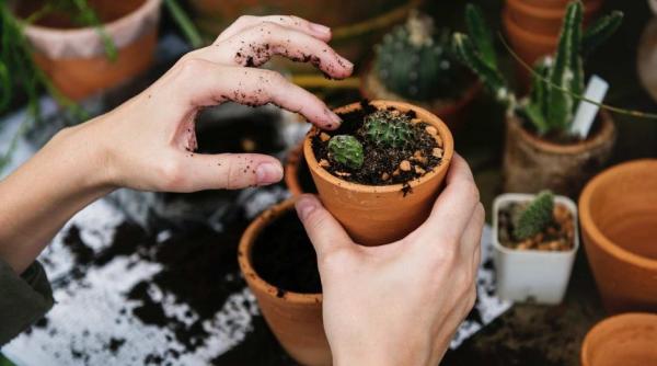 5 cele mai bune ingrasaminte naturale pentru plantele din ghiveci