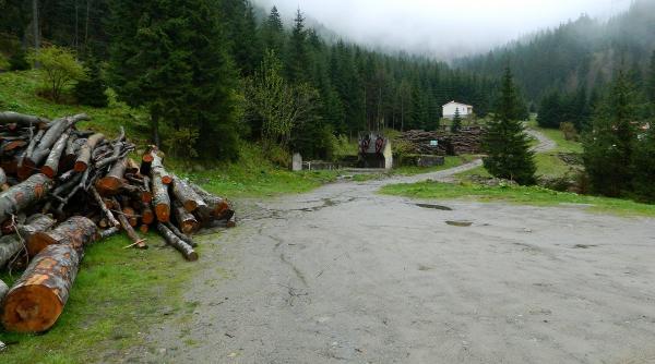 raport fao padurile lumii scad dar intr un ritm mai lent