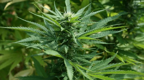 plantatie de cannabis intr o locuinta din judetul giurgiu