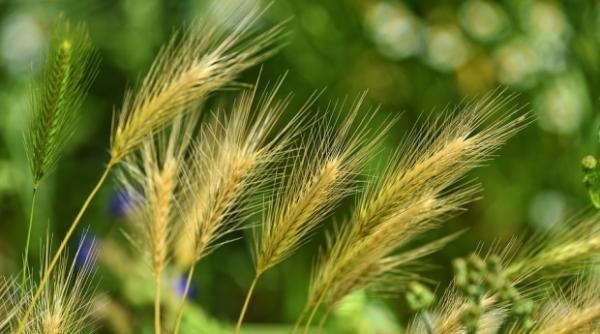 prognoze sumbre pentru agricultura exporturile de grau ale ue vor scadea cu 25