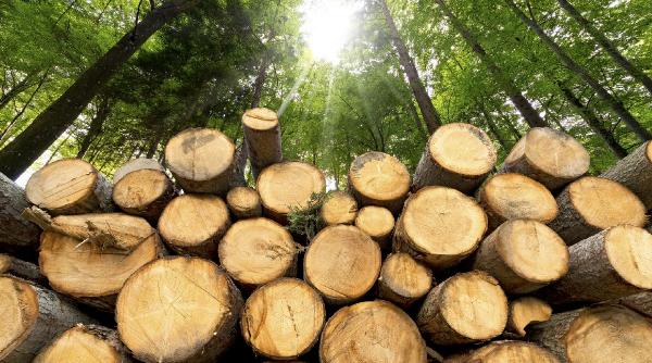 taierile din padurea lui citu blocate de garda forestiera