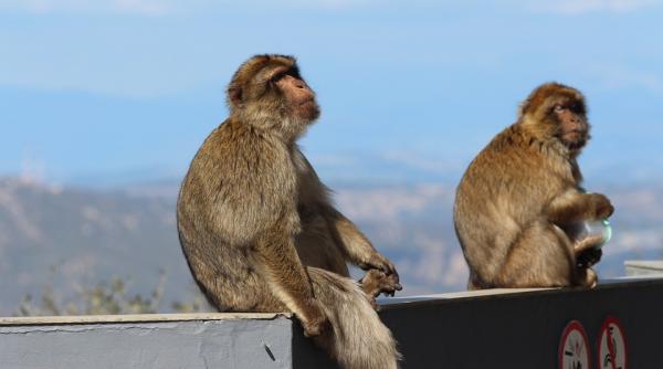 produsele culese de maimute scoase din supermarketuri