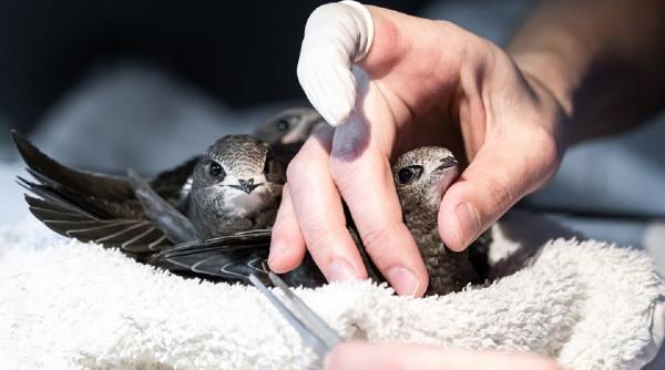 sfaturi de prim ajutor pentru puii cazuti din cuib