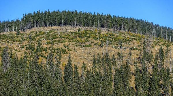 viteza de taiere a padurilor din romania de 50 de ori mai mare decat a plantarilor