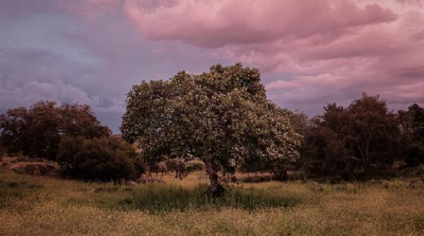 artistul fotograf cosmin bumbut cu imagini din pandemie in expozitie la icr lisabona
