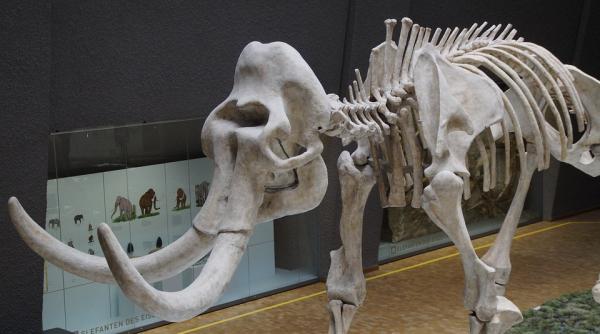 un pescar rus a gasit un schelet de mamut intr un lac din peninsula yamal