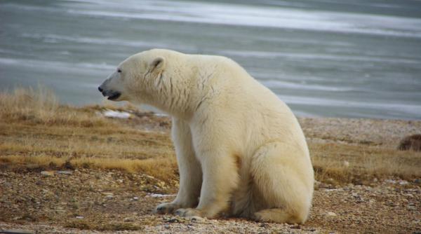 majoritatea ursilor polari ar putea disparea pana la sfarsitul acestui secol