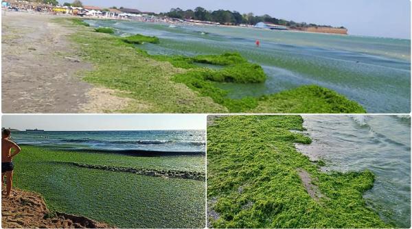 tone de alge aduse la mal pe litoral o noua maree verde ne a lovit in doar cateva ore