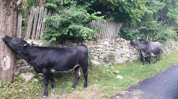 retragerea in mediul rural un nou trend