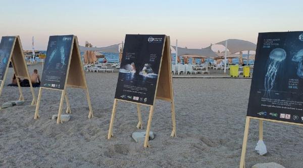 campanie cand bietul morun se bate cu eternul plastic