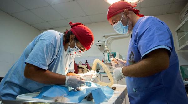 doi romani ajuta animalele ranite din beirut