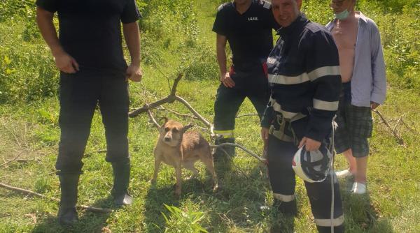 caine salvat de pompieri dintr o fantana adanca de 12 metri