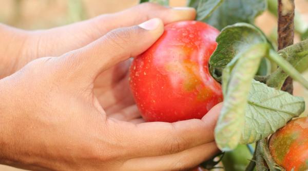 ministerul agriculturii a anuntat ca saptamana aceasta incep platile pentru programul tomata