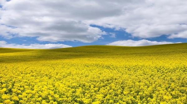 solutii inovative in agricultura folosirea semintelor inoculate
