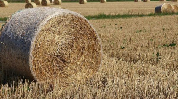 sfaturi pentru agricultori cum este indicat sa fie protejati balotii de fan