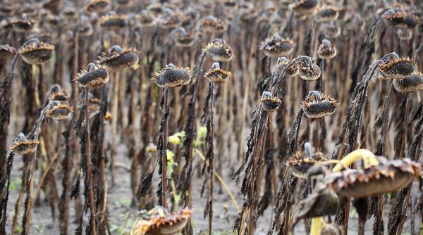 plata despagubirilor de seceta incepe pe 15 septembrie